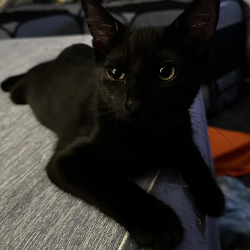 Mulberry thumbnail 2