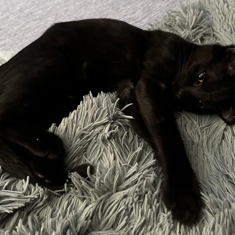 Mulberry thumbnail 3