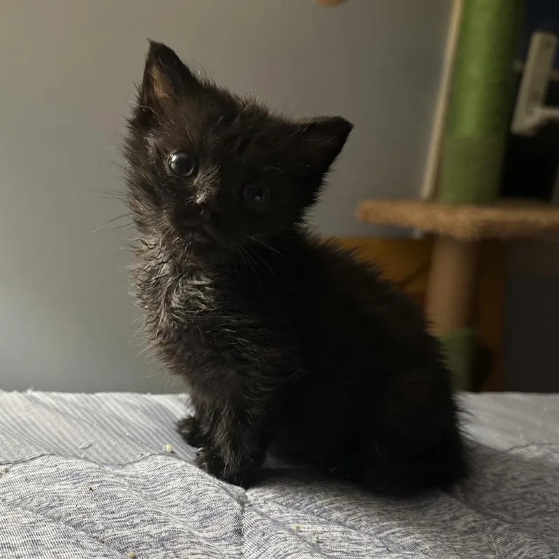 Mulberry thumbnail 4