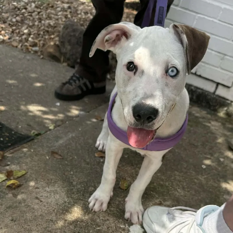 A baby medium-sized female White / Cream American Staffordshire Terrier dog named Iris for adoption in Spring, TX