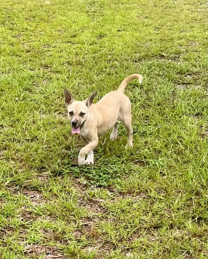 Pixie