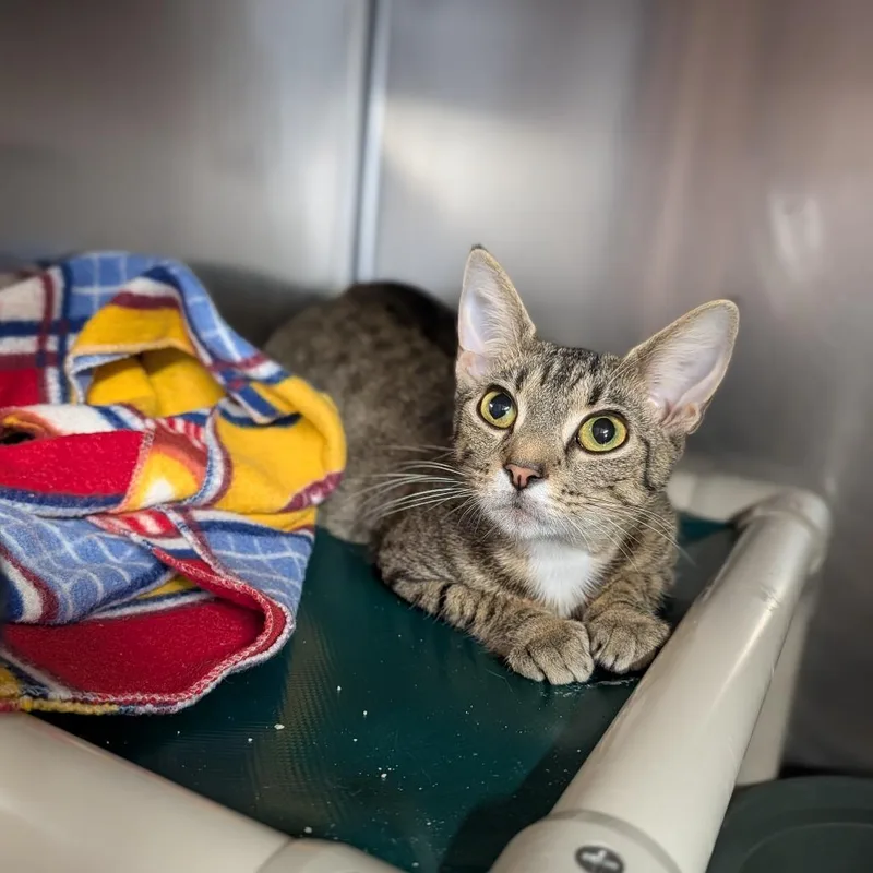An adult medium-sized female Domestic Short Hair cat named Poppi for adoption in Cape Girardeau, MO
