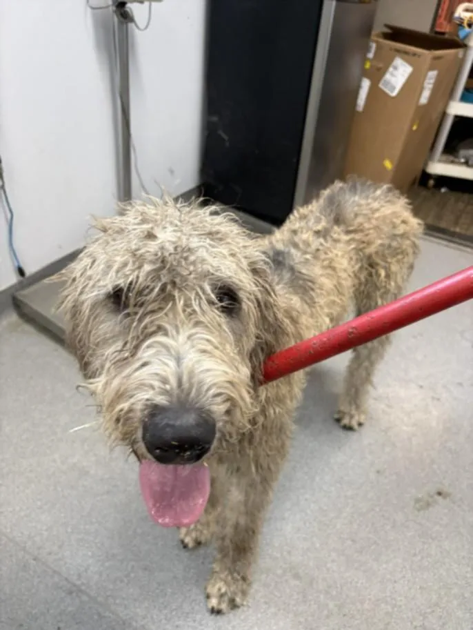 A young large-sized male Poodle dog named Wolfy for adoption in Olivehurst, CA