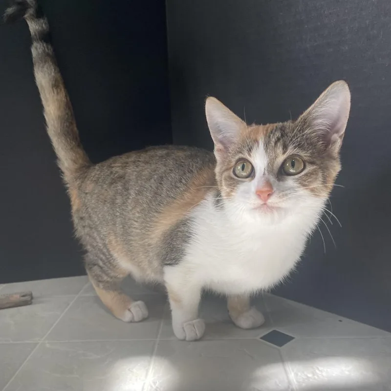 A baby small-sized female Calico Domestic Short Hair cat named Starfish for adoption in Lexington, KY