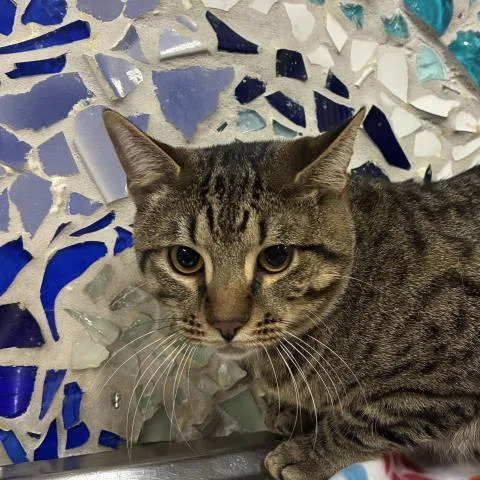 A young medium-sized male Domestic Short Hair cat named Sterling for adoption in Pensacola, FL