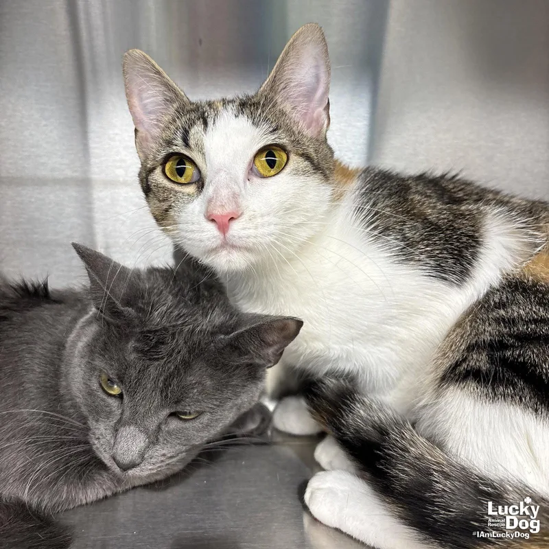 An adult medium-sized female Domestic Short Hair cat named Tully for adoption in Washington, DC