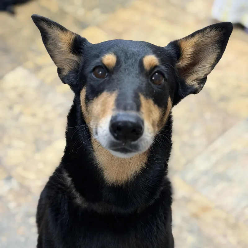 An adult medium-sized female Shepherd dog named Shement for adoption in Columbia, SC