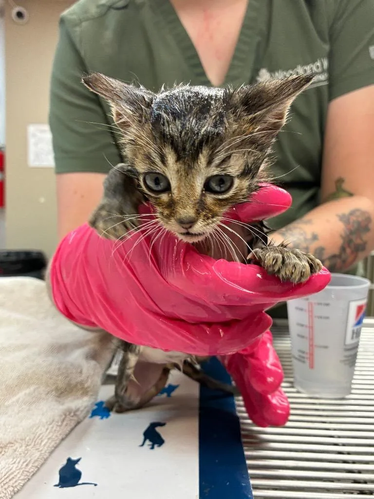 A baby small-sized male Domestic Short Hair cat named Hamilton for adoption in Tulsa, OK