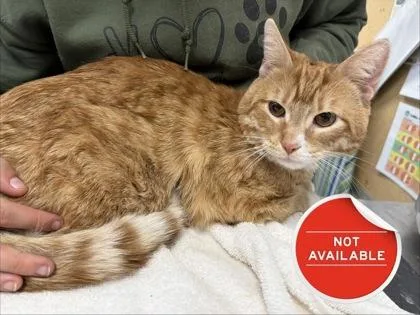 An adult medium-sized male Domestic Short Hair cat named Sylvester for adoption in Lowell, MA