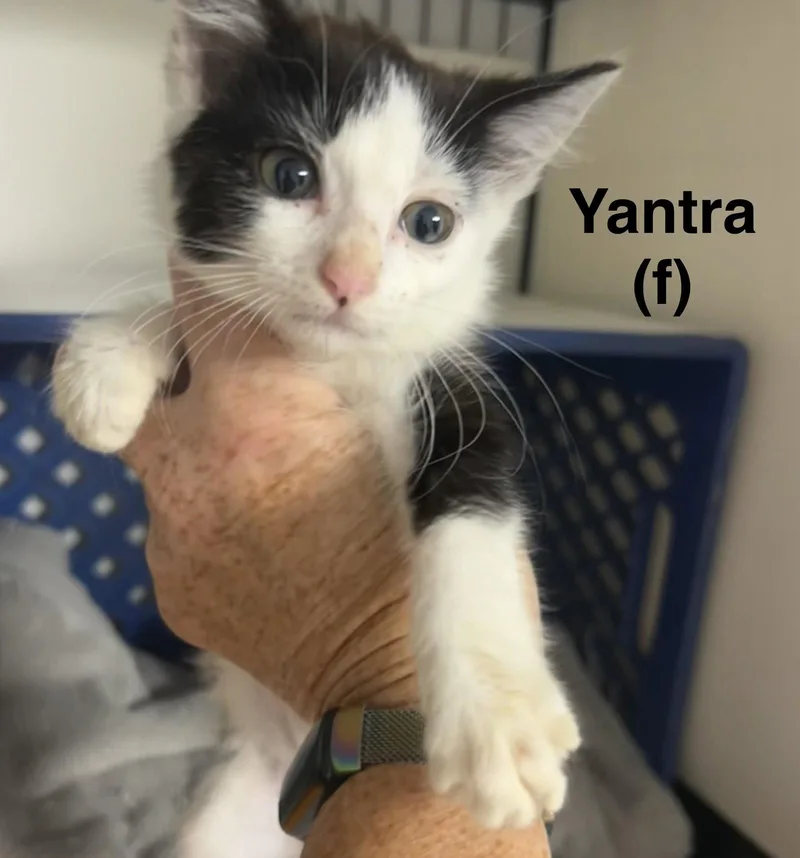 A baby medium-sized female Domestic Short Hair cat named Yantra for adoption in Saugerties, NY