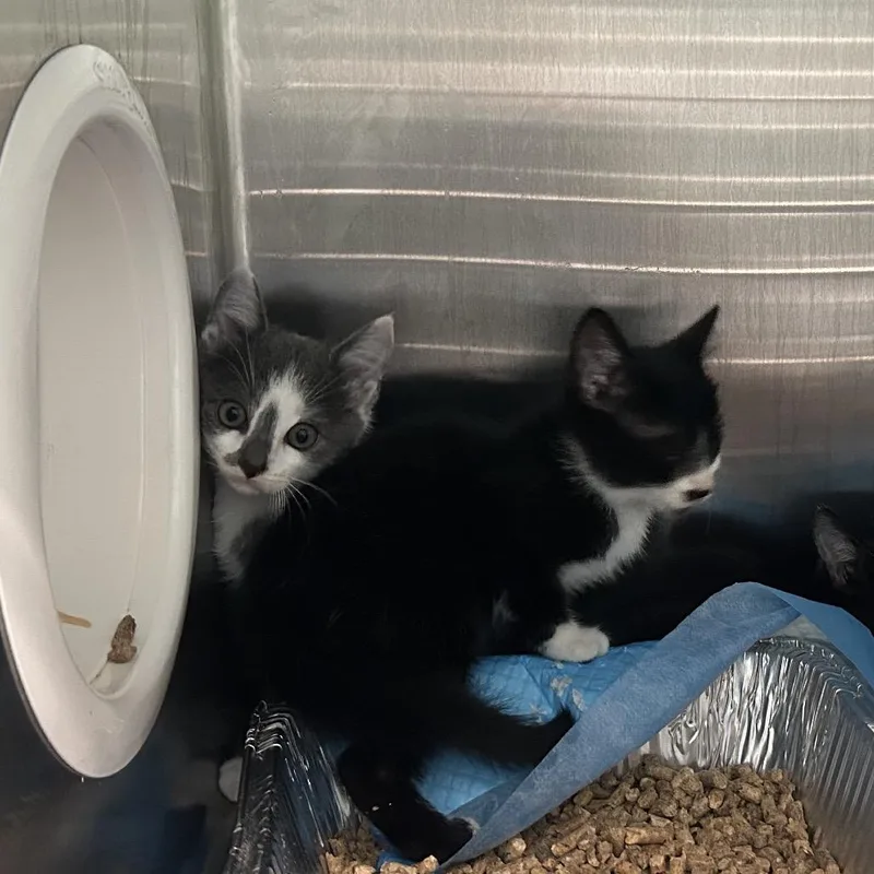 A baby small-sized male Domestic Medium Hair cat named Jogger for adoption in Greensboro, NC
