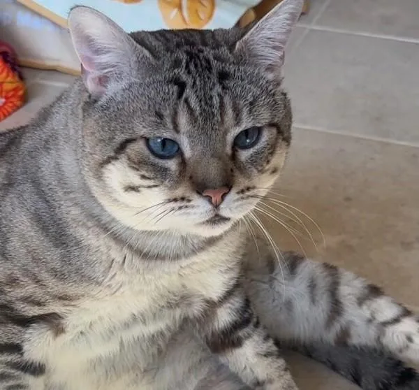 An adult large-sized male Domestic Short Hair cat named Leonidas for adoption in New York, NY