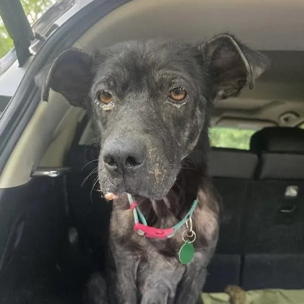 An adult medium-sized female Black Mixed Breed dog named Senora for adoption in Columbia, SC