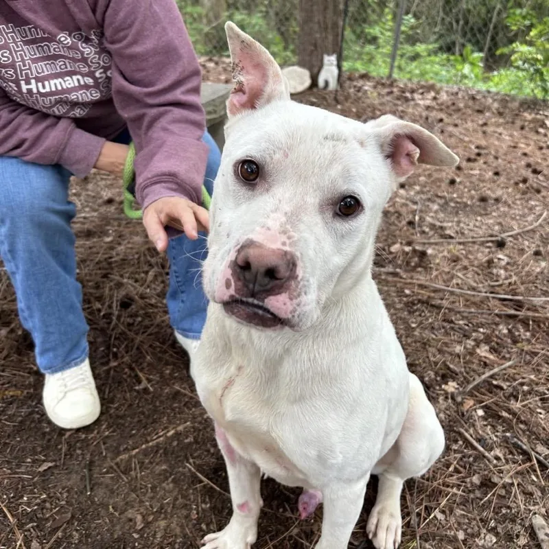 An adult medium-sized male White / Cream Mixed Breed dog named Anchor for adoption in Columbus, GA