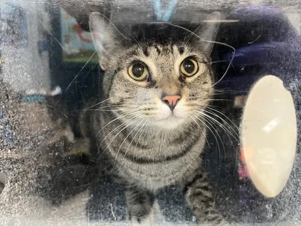 An adult medium-sized male Domestic Short Hair cat named Cister for adoption in New York, NY