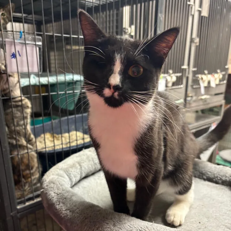 An adult small-sized male Black Domestic Short Hair cat named R. Royce for adoption in Hinesville, GA