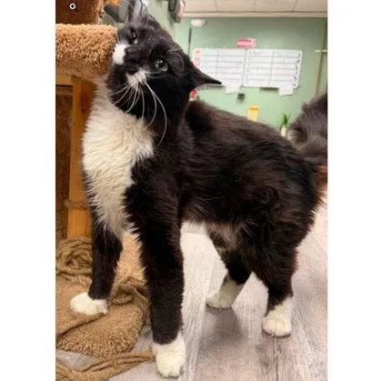 A young medium-sized male Domestic Long Hair cat named Murph Stanton for adoption in Hudson, MA