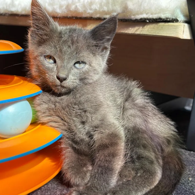 A baby small-sized female Gray / Blue / Silver Domestic Short Hair cat named Esme for adoption in Asheville, NC