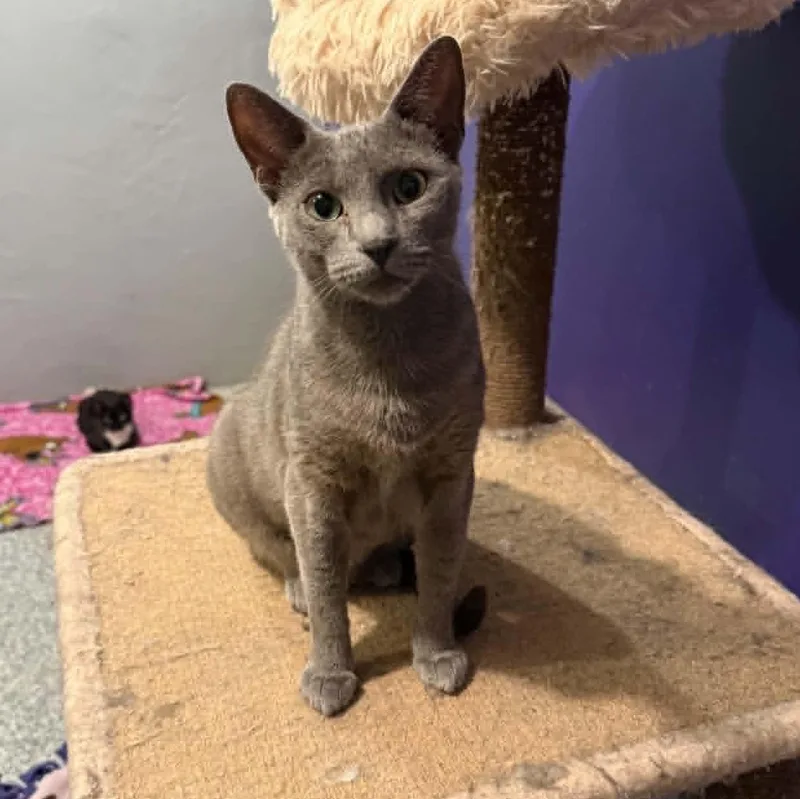 A young large-sized female Gray / Blue / Silver Russian Blue cat named Callista for adoption in Antioch, CA