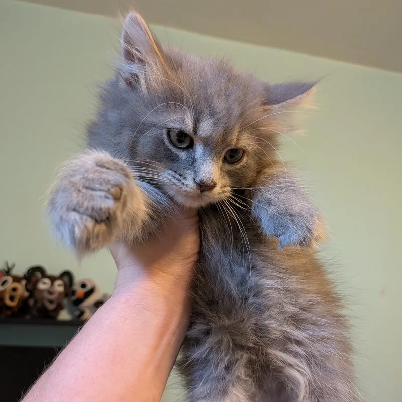 A baby small-sized female Domestic Medium Hair cat named Misty for adoption in Irwin, PA