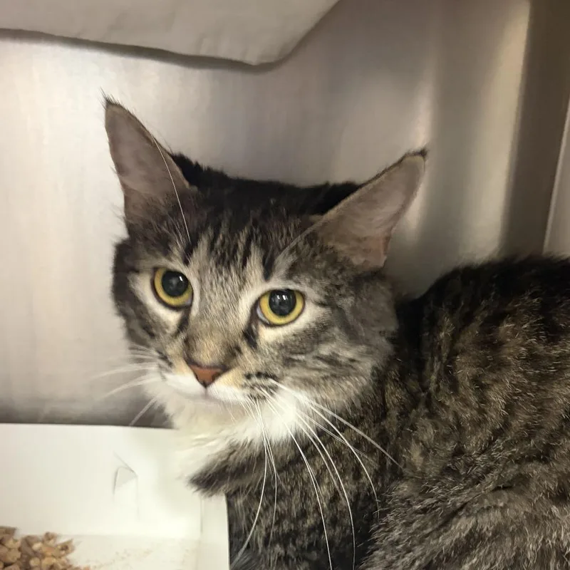 A young medium-sized female Domestic Long Hair cat named Little Mae for adoption in Perkiomenville, PA