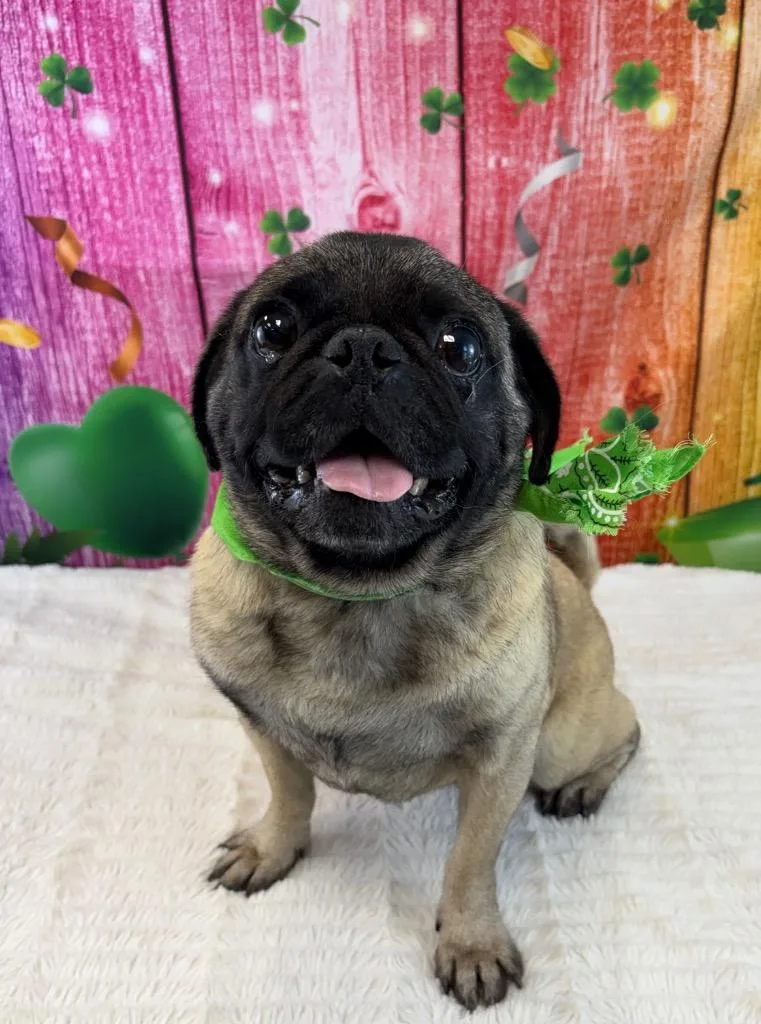 Hercules thumbnail 3