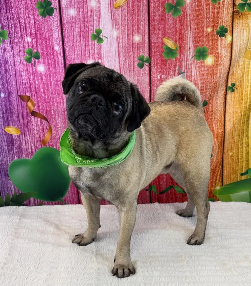 Hercules thumbnail 4