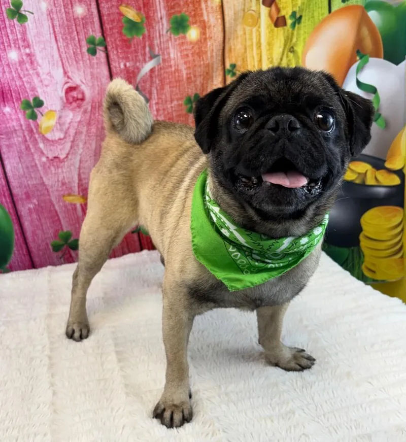 Hercules thumbnail 5