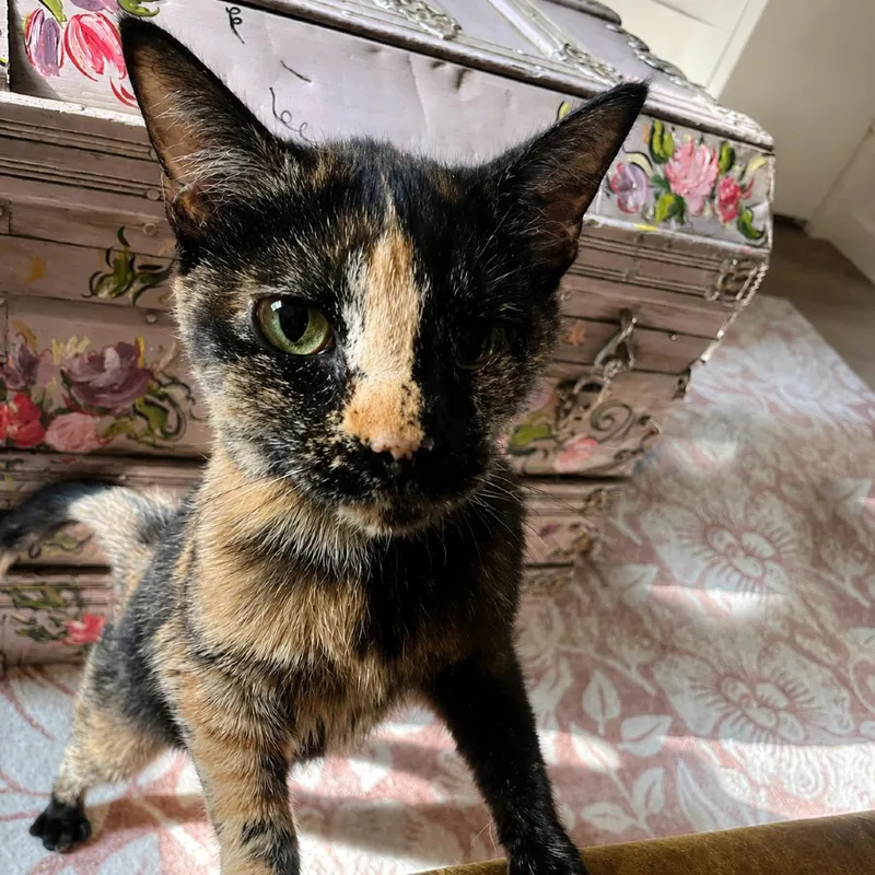 A young medium-sized female Black Domestic Short Hair cat named Ophelia for adoption in Austin, TX