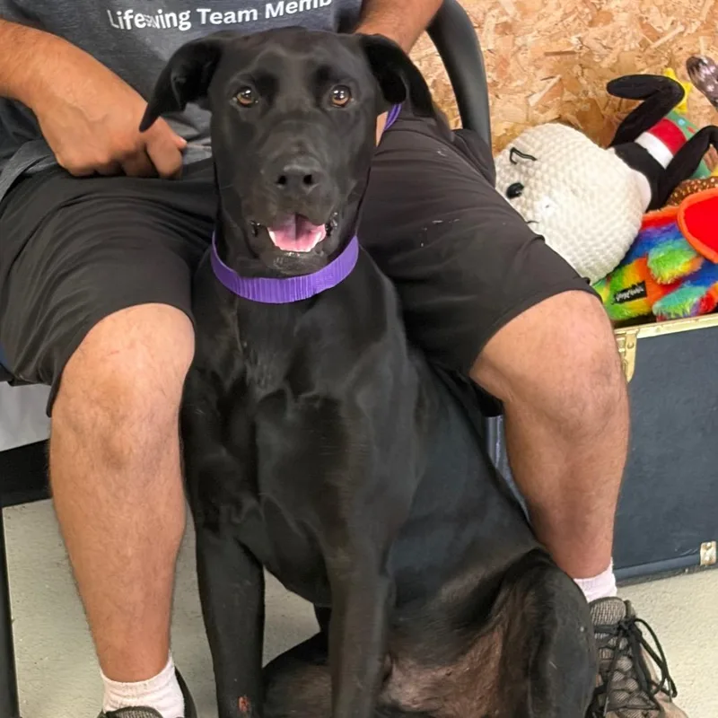 An adult medium-sized male Black Labrador Retriever dog named Jermayne Wysconsyn Baca for adoption in Lake Jackson, TX