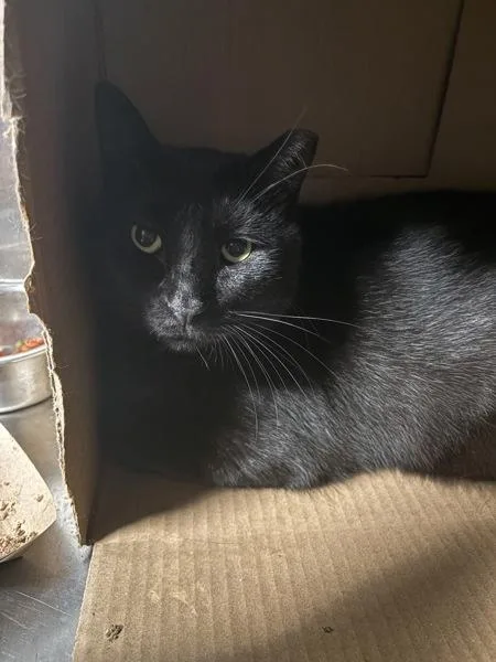 An adult medium-sized male Domestic Short Hair cat named Buddy for adoption in Des Moines, IA