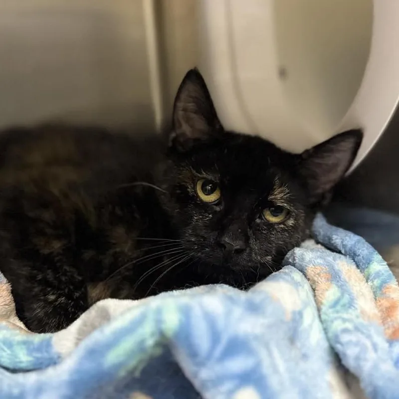 An adult small-sized female Black Domestic Short Hair cat named Beauty for adoption in Caryville, TN