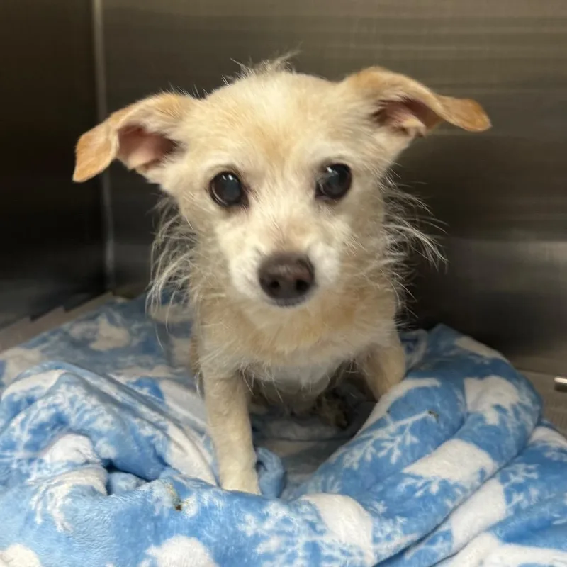 A senior small-sized male Apricot / Beige Terrier dog named Skippy for adoption in Galveston, TX