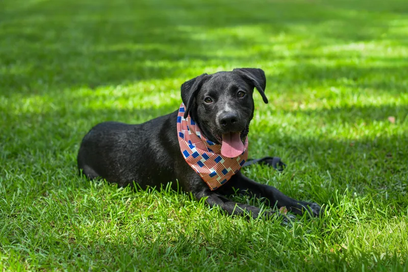 A baby medium-sized male Black Mixed Breed dog named Jax for adoption in BONIFAY, FL