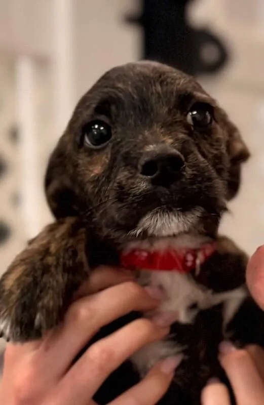 A baby small-sized female Brindle Terrier dog named Snickerdoodle for adoption in Van Nuys, CA
