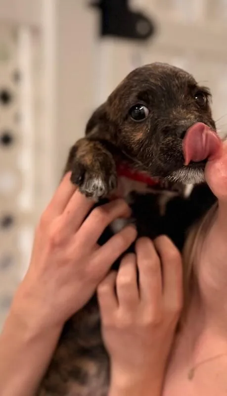 Snickerdoodle thumbnail 4