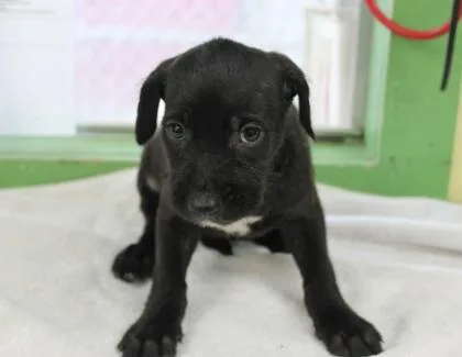 A baby medium-sized female Terrier dog named Vixen for adoption in Picayune, MS