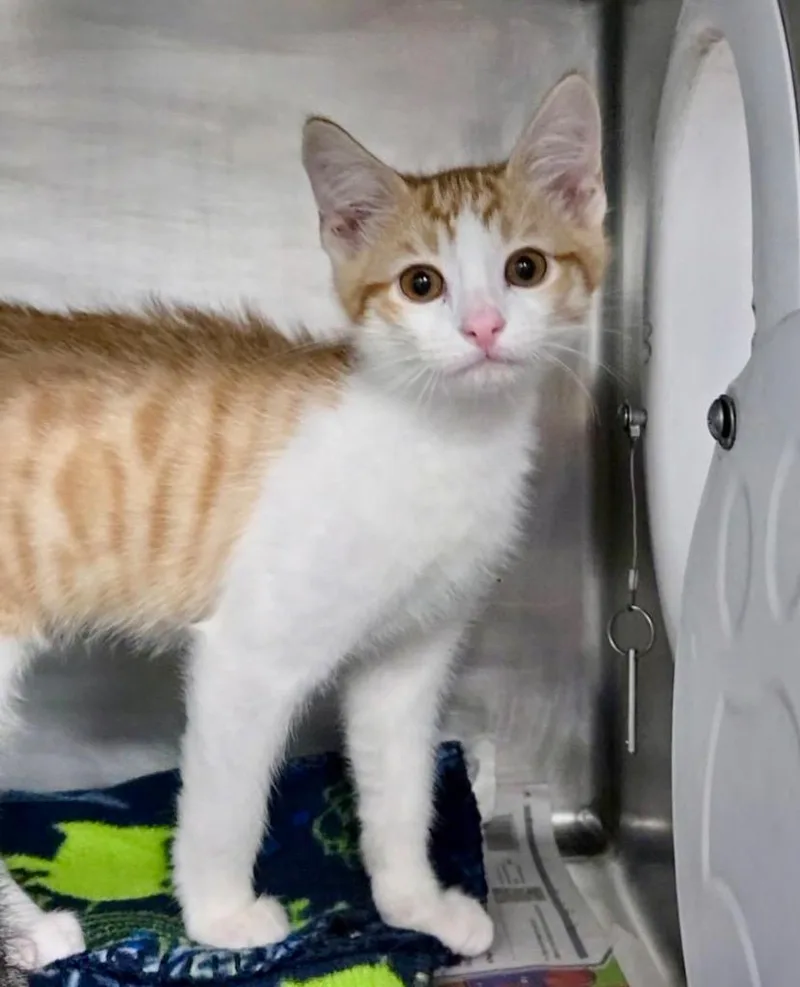 A baby medium-sized male Domestic Short Hair cat named Anode for adoption in Cincinnati, OH