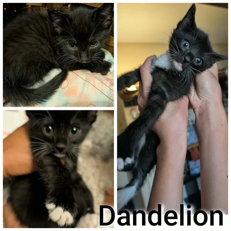 A baby small-sized male Black Domestic Short Hair cat named Dandelion for adoption in Bend, OR