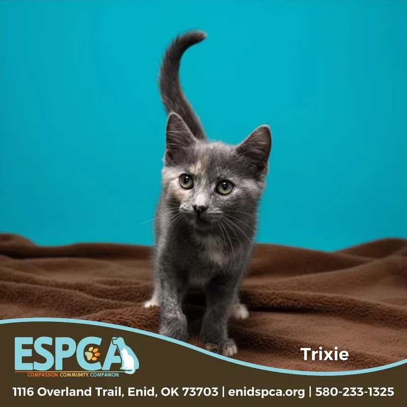 A baby small-sized female Tortoiseshell Domestic Short Hair cat named Trixie for adoption in Enid, OK