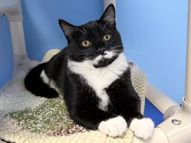 A young medium-sized male Domestic Short Hair cat named Screech for adoption in Ames, IA