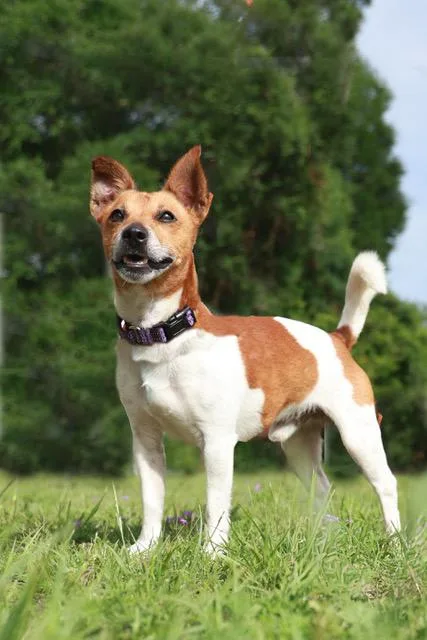 An adult small-sized male Jack Russell Terrier dog named Bj for adoption in Eglin AFB, FL
