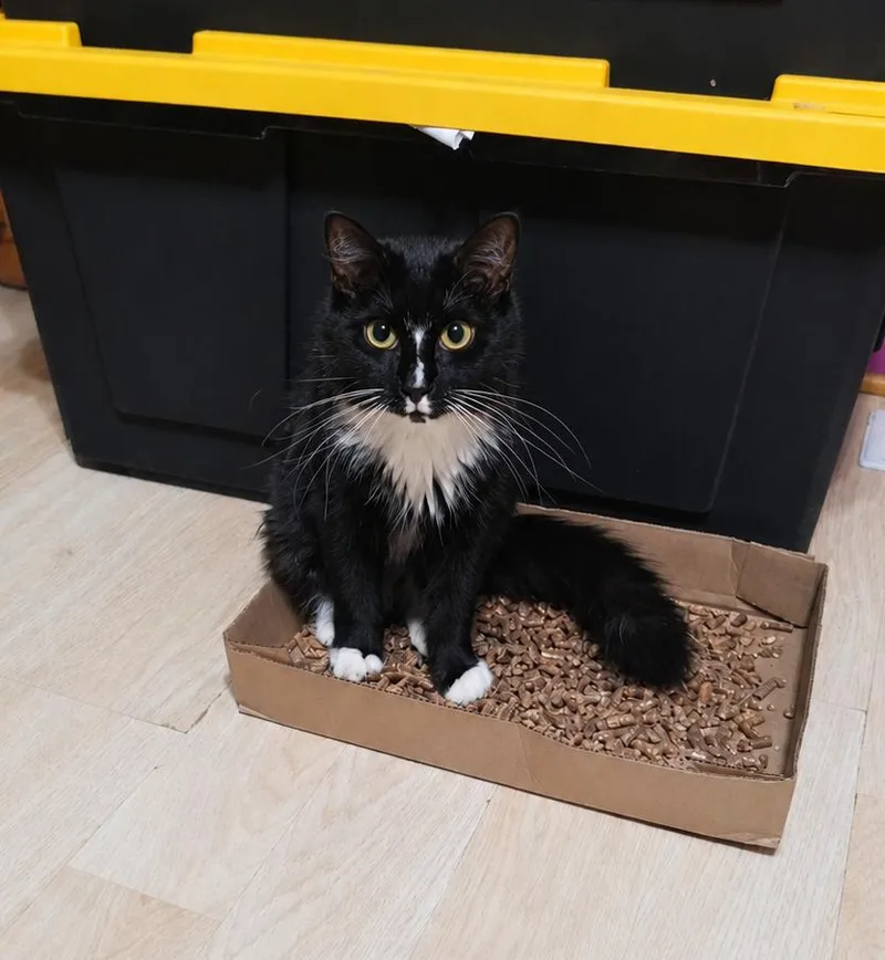A young medium-sized female Black & White / Tuxedo Domestic Long Hair cat named Dina for adoption in Stamford, CT