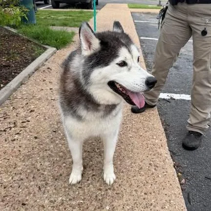A senior large-sized male Gray / Blue / Silver Husky dog named Kane for adoption in Bastrop, TX