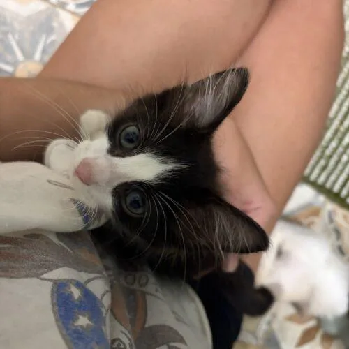 A baby small-sized male Black & White / Tuxedo Domestic Medium Hair cat named Fred for adoption in Tampa, FL