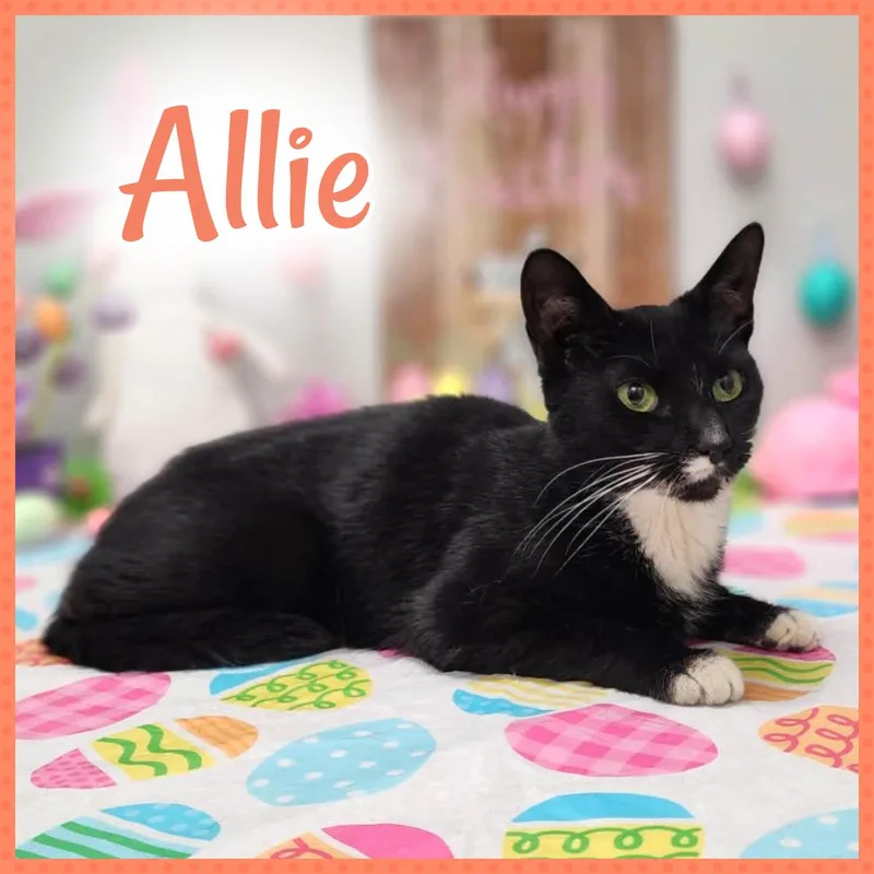 Allie thumbnail 6