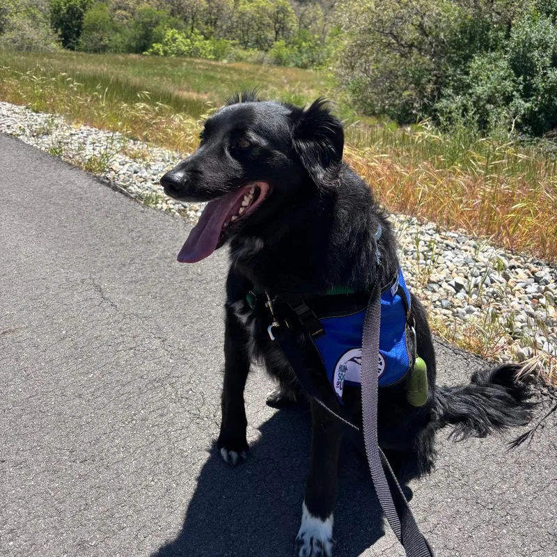 An adult medium-sized male Black Border Collie dog named Barry for adoption in Murray, UT