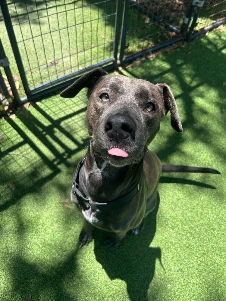 An adult medium-sized female Mixed Breed dog named Izzy for adoption in Lakeland, FL