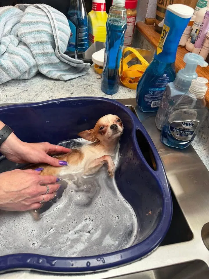 Chico thumbnail 3