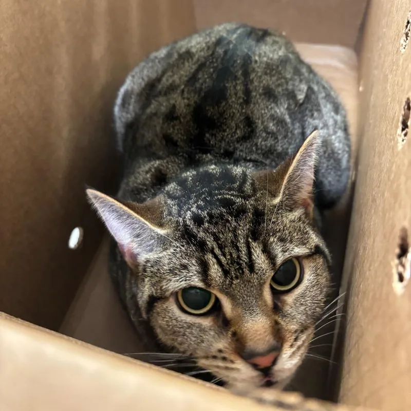 An adult medium-sized female Domestic Short Hair cat named Miley for adoption in Jacksonville, FL
